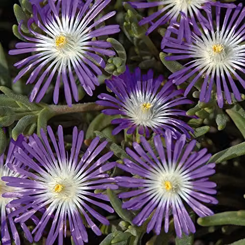 Thompson and Morgan Delosperma floribunda Stardust Ice Plant Seeds, 200 Seeds per Packet – 3