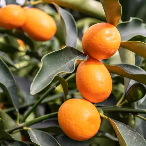 YouGarden Citrus Kumquat Fruit Tree with Edible Fruit and Fragrant Flowers in a 22cm Pot – 5