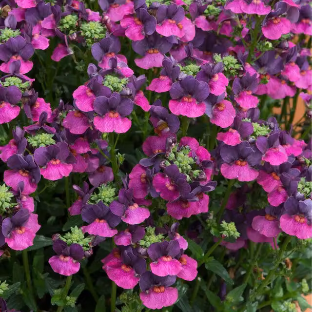 Plants By Post Nemesia Lady Lisa Dark Purple Pollinator-Friendly Bedding Plants, Pack of 3 (9cm Pots)