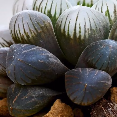 Thompson and Morgan Haworthia Cooperi Succulent, 3 x 5.5cm Potted Plants – 2