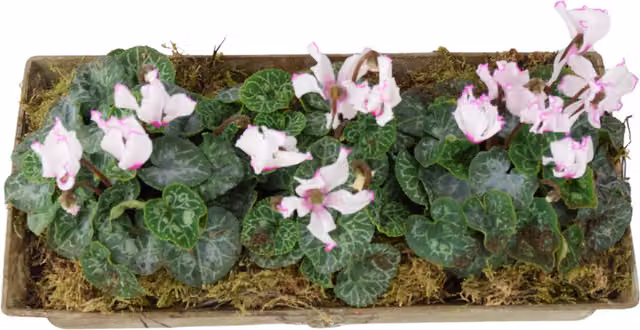 Plants by Post Cyclamen Potted Plants in a Vintage Rectangular Metal Window Box with Purple and Pink Blooms