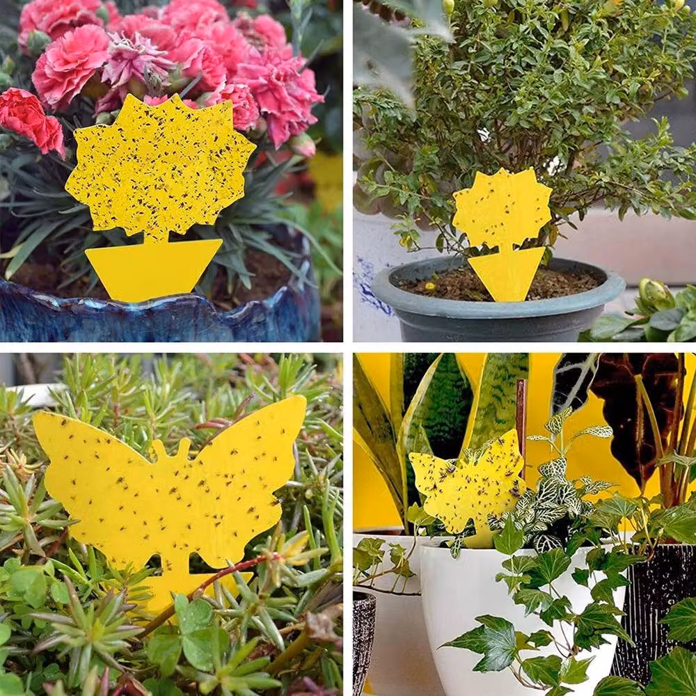 SPETLEK 41-Piece Yellow Sticky Fly Traps for Indoor Plants and Fruit Pest Control, W: 100 cm, D: 15 cm – 3