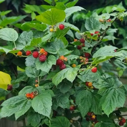 Thompson & Morgan Rubus Hararasp Raspberry Tree, 2 x 5 Litre Potted Plants – 3
