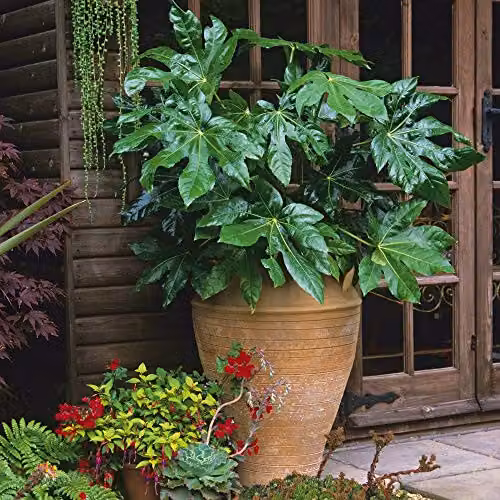 Thompson & Morgan Fatsia Japonica Castor Oil Plant, Hardy Evergreen Perennial Outdoor Shrub in 1 x 17cm Pot – 2