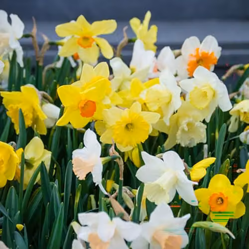 YouGarden Mixed Narcissus Bulbs, Set of 50 Yellow Spring Flowering Daffodils for Autumn Planting – 3