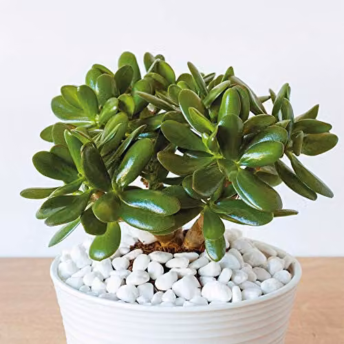 Thompson & Morgan 2 Crassula Ovata Jade Plant Succulents with Green Leaves in 12cm Pots – 2