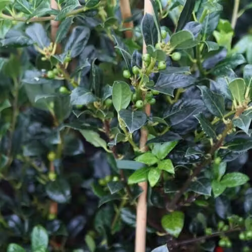 Thompson and Morgan Ilex aquifolium J.C. Van Tol Self-Fertile Evergreen Holly Tree with Glossy Green Leaves and Red Berries in 9cm Pots