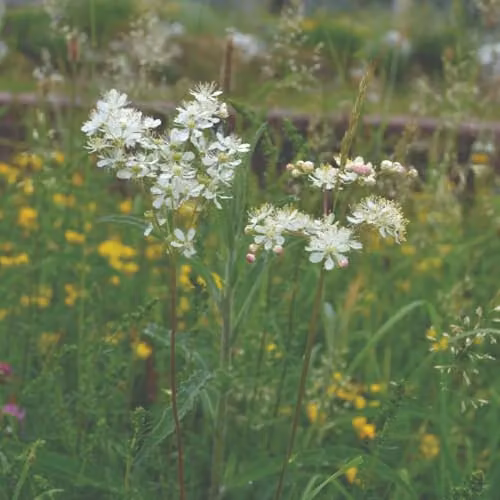 Thompson and Morgan Filipendula ulmaria Meadowsweet Hardy Perennial with White Flowers, Pack of 3 x 9cm Pots