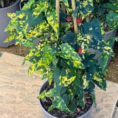 Thompson & Morgan Abutilon megapotamicum Variegatum Trailing Bell Flowering Ornamental Shrub with Gold-Variegated Foliage, 3 Litre Pot – 2