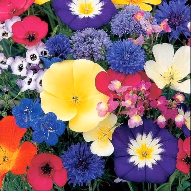 Unwins Dwarf Mix Annual Flower Seeds, Multicolour, 400 g