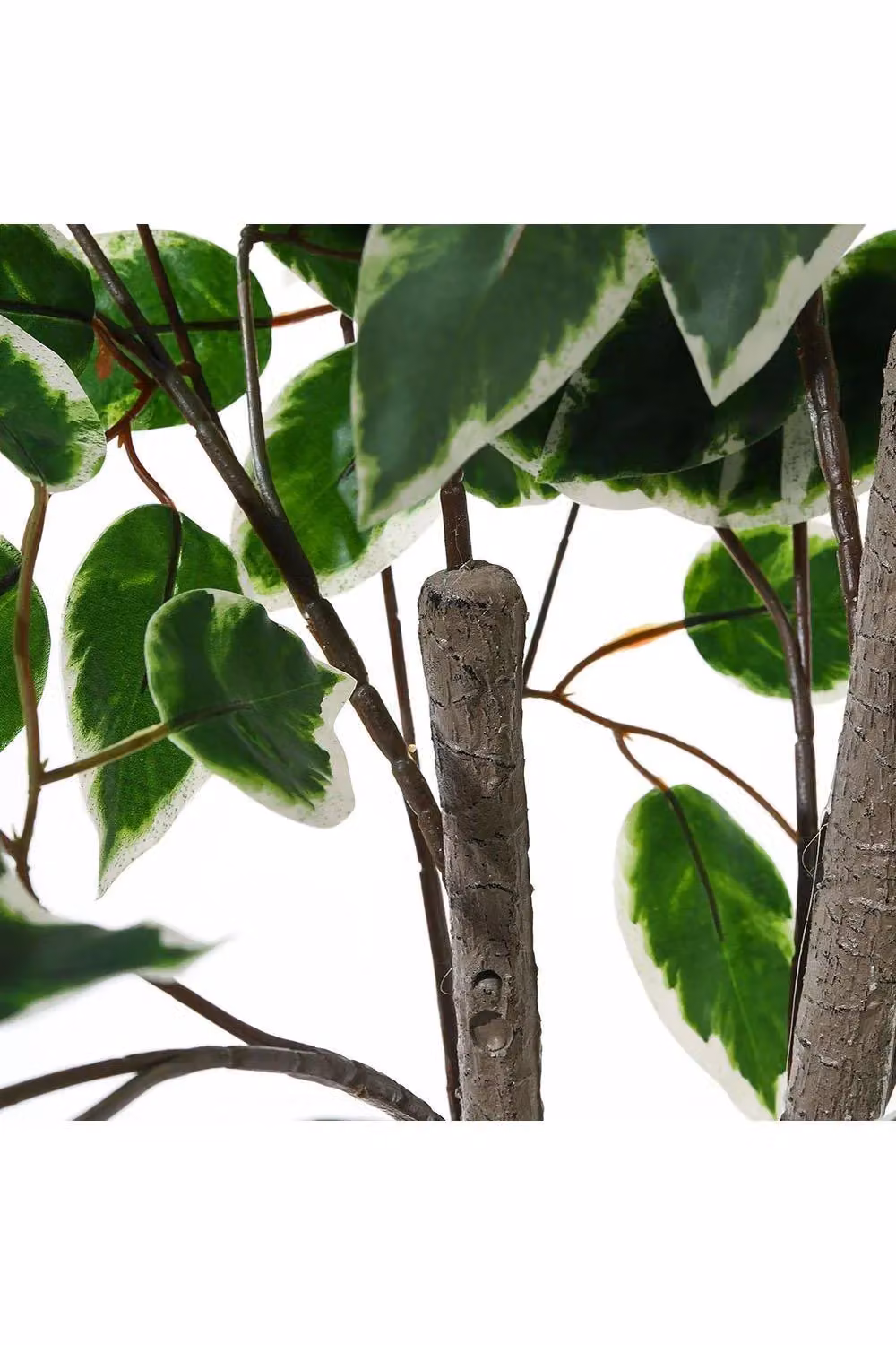 H&O Direct 150cm Artificial Two Branches Ficus Tree in Green and Black – 3