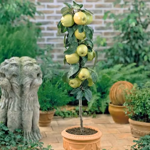 Thompson & Morgan Golden Delicious Apple Semi-Dwarf Fruit Tree, 5 Litre Potted Plant – 5