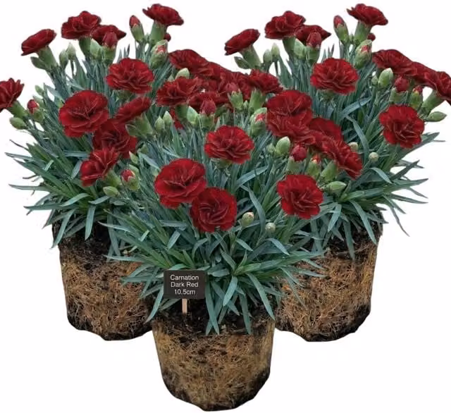 Plants By Post Dark Red Carnation Potted Plants (Set of 3)