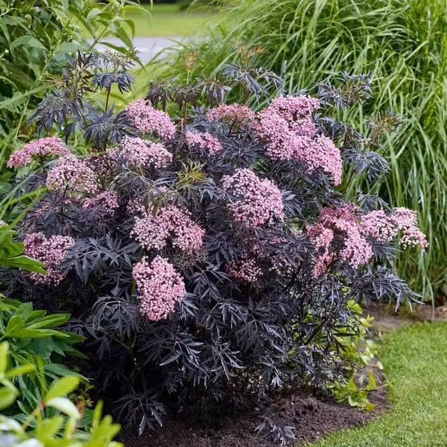 Marshalls Garden Sambucus Cherry Lace Pink Ornamental Shrub