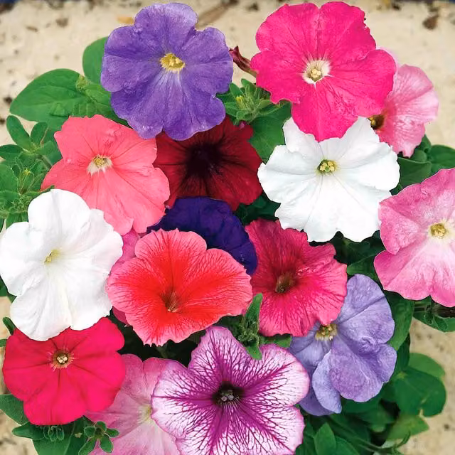 Unwins Celebrity Mix Petunia Flower Seeds, Multicolour, 70 g
