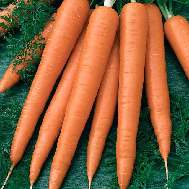 Marshalls Garden Sweet Candle Carrot Seeds, RHS Award-Winning Orange Vegetable Seeds