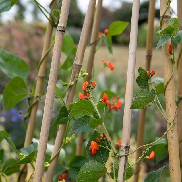 Marshalls Scarlet Emperor Runner Bean Seeds, 50 Seeds, Green