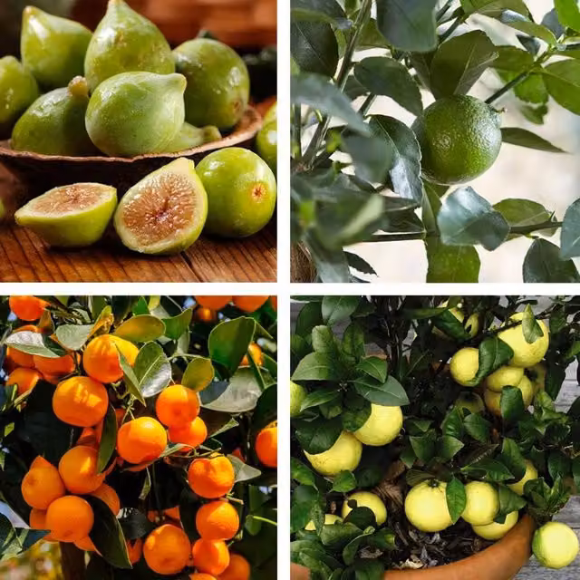 Thompson & Morgan Mediterranean Citrus Fruit Tree Collection, Green