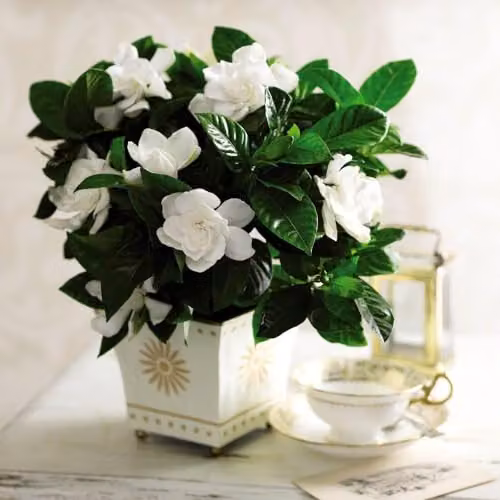 Thompson & Morgan Gardenia Deluxe Fragrant Indoor Cape Jasmine Plant with Glossy Foliage, 1x 9cm Potted Plant – 1