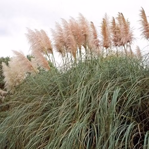 Thompson & Morgan Cortaderia selloana Rosea Hardy Perennial Pink Pampas Grass, 3 x 9cm Potted Plants