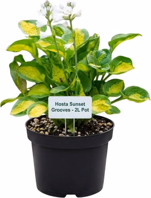 Plants by Post Hosta Sunset Grooves 2L Potted Perennial Shade Plant in Yellow, Green and White