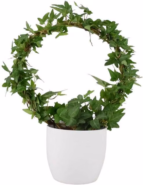 Plants By Post Hedera Ivy Indoor Houseplant in 12cm Pot, Green