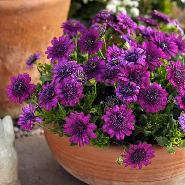 Marshalls Garden Osteospermum Dalina Double Purple Perennial Outdoor Plant