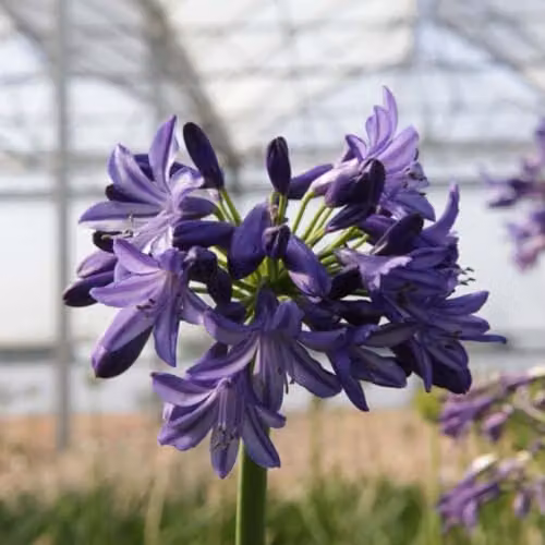 Thompson & Morgan Agapanthus Northern Star Blue Perennial Potted Plants, 4 x 2 Litre – 2