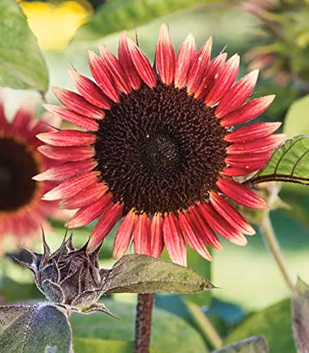 Thompson and Morgan Helianthus Annus Mr Mars Sunflower Hardy Annual Flower Seeds – 2