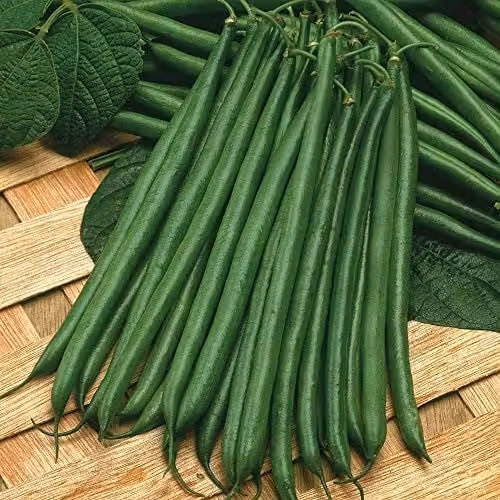 Thompson and Morgan Dwarf Bean Seeds Boston Variety, 100 Seeds per Packet