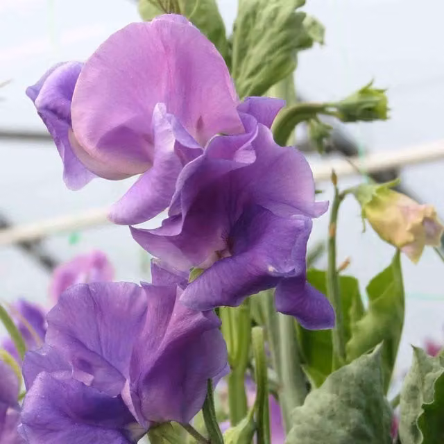 Unwins Noel Sutton Sweet Pea Flower Seeds, Blue and Purple