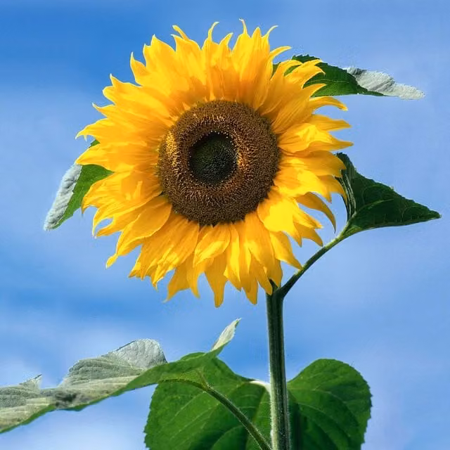 Unwins American Giant F1 Sunflower Seeds, Green and Yellow