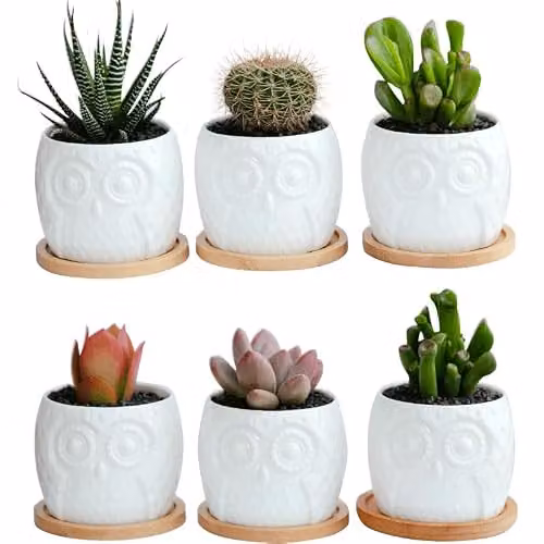 Simpa 6-Piece White Owl Ceramic Decorative Plant Pots, H 7.3 cm x Dia 7.3 cm – 5