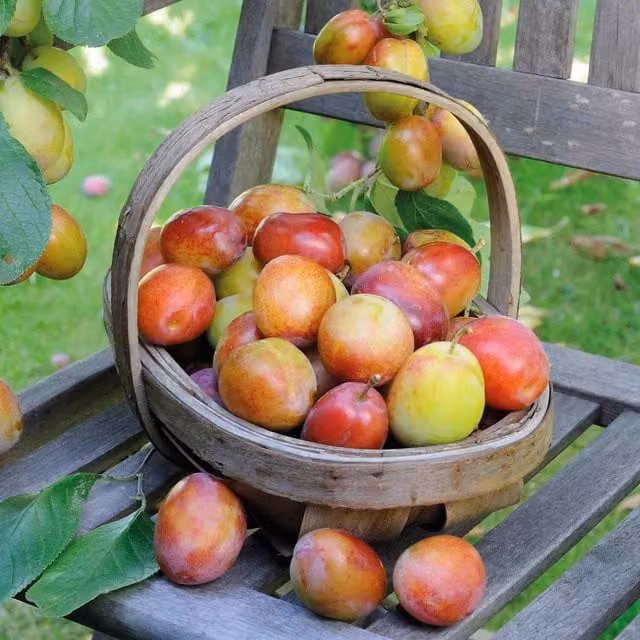 Marshalls Garden Plum Victoria Self-fertile Semi-dwarf Fruit Tree for Pots, Purple