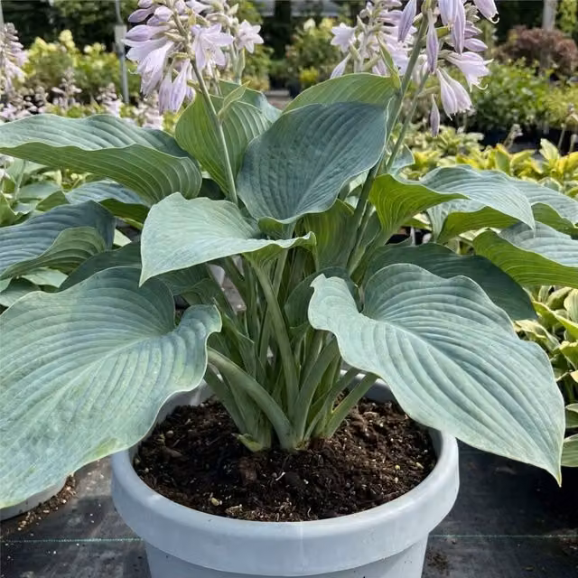 Plants by Post Blue Mammoth Giant Hosta Perennial Shade Plant, 2L Pot, Blue-Grey