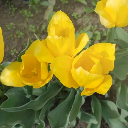 Thompson & Morgan Yellow Flight Hardy Triumph Tulip Bulbs, 8 Bulbs