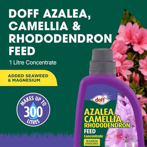 Doff Azalea, Camellia and Rhododendron Liquid Plant Feed Concentrate, 1 l – 2