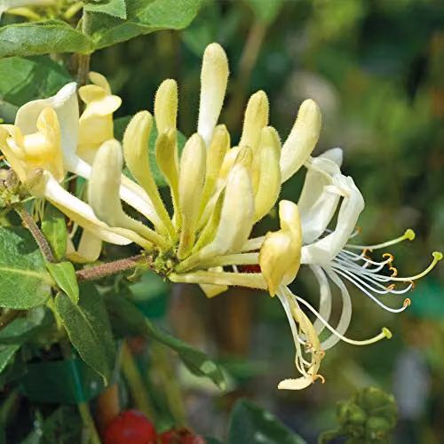 Thompson & Morgan Hardy Perennial Honeysuckle Scentsation Deciduous Flowering Climber, 2 x 3 Litre Pots – 2