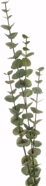 Lemon Pavilion Furniture and Decor Large Cineraria Eucalyptus Artificial Plant Spray, Green, W: 28 cm, D: 28 cm, H: 110 cm