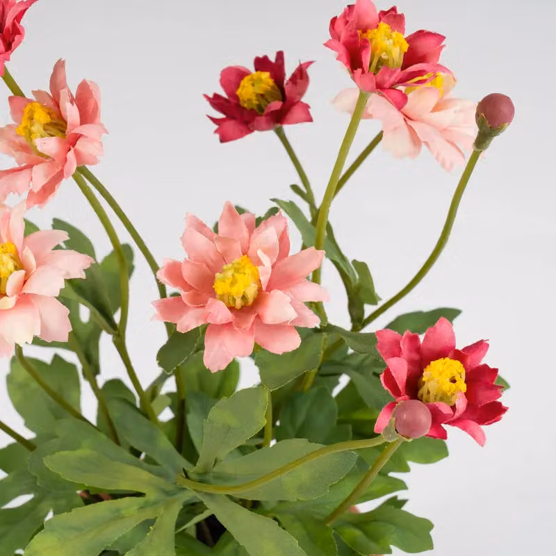 Scottish Everlastings Ltd Pink Pyrethrum Daisy in a Rustic Ceramic Terracotta Pot, Height: 34 cm – 2