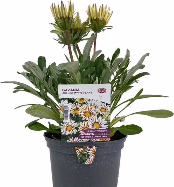 Plants by Post Gazania Bedding Plants, White and Purple, 2 x 1L Pots