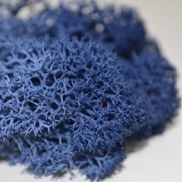 Natural Crafts Coloured Reindeer Moss in Classic Blue