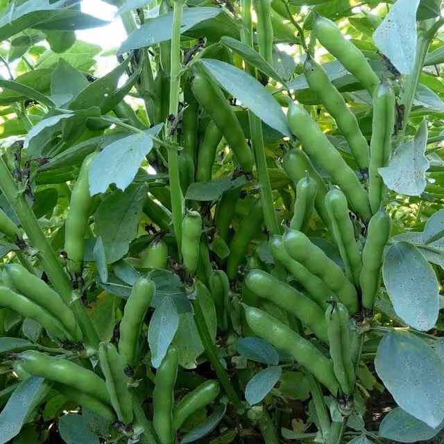 Marshalls Oscar Broad Bean Vegetable Seeds, Compact Patio Variety, 50 g