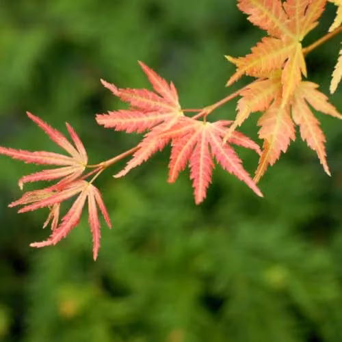 Thompson & Morgan Acer palmatum Orange Dream Hardy Japanese Maple Ornamental Tree, 1x 15cm Potted Plant – 3