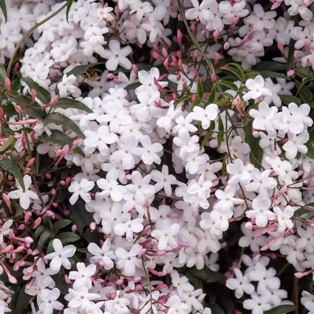 Plant Theory Jasminum Polyanthum Many Flowered Jasmine White Climbing Plant