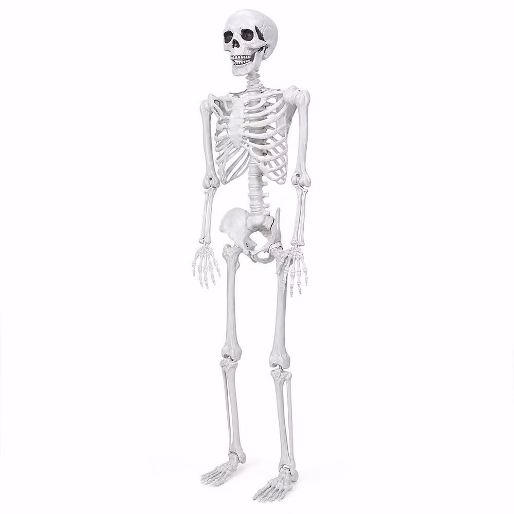 Yezi Life Size Halloween Skeleton with Poseable Joints, White, Height: 185 cm – 2