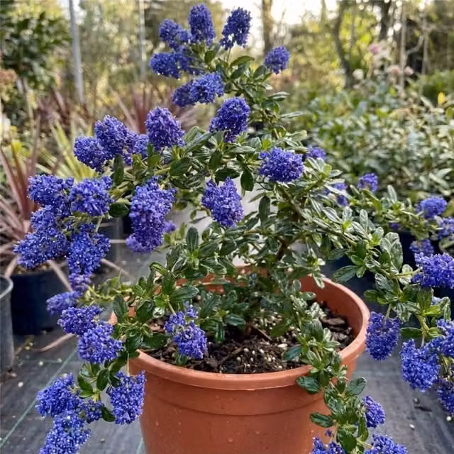 Plants by Post Ceanothus Concha Blue California Lilac Ornamental Shrub with Deep Indigo-Blue Flowers and Dark Green Foliage, 3L Pot