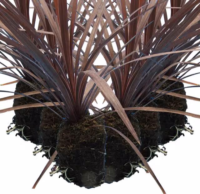 Plants By Post Pack of 6 Red Star Cordyline Ornamental Garden Plants in 1L Pots