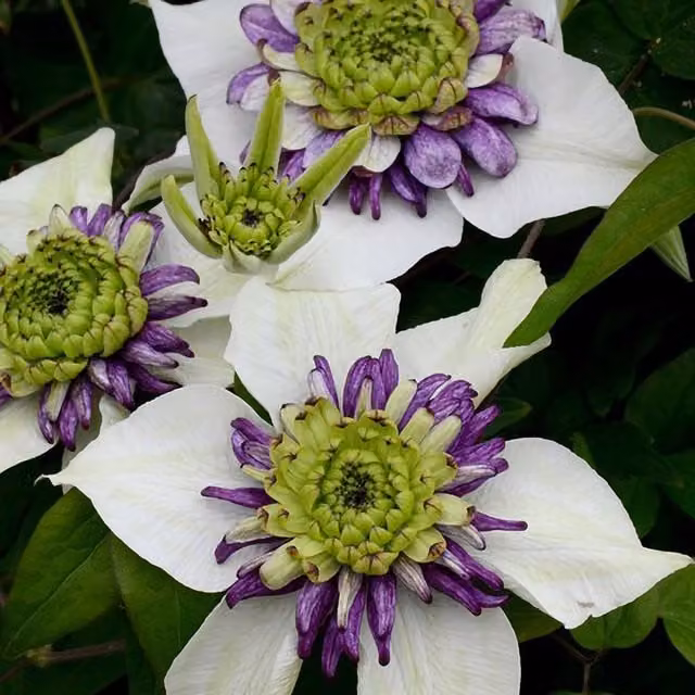 Plant Theory Clematis Viennetta White Flowering Climbing Vine in Green