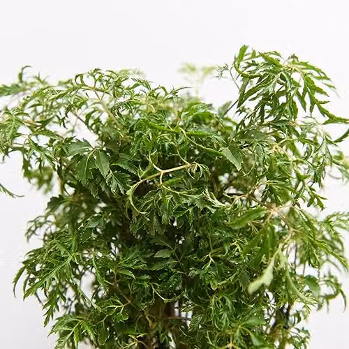 Thompson and Morgan Polyscias fruticosa Ming Indoor Ornamental Shrub with Green Foliage, 1x 12cm Potted Plant – 3